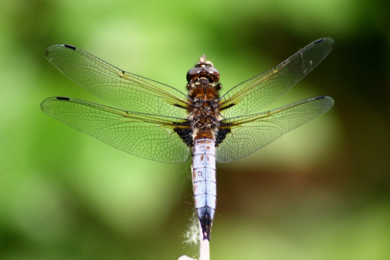 Libellula sp. ?